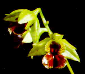 Dendrobium convolutum