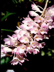 Dendrobium fairchildeae