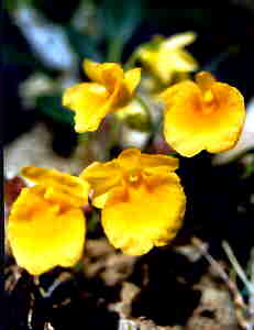Dendrobium jenkensii