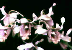 Dendrobium nindii