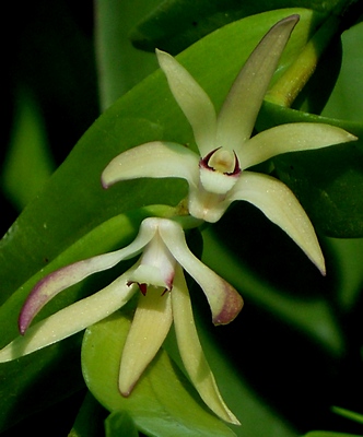 Dendrobium sladei