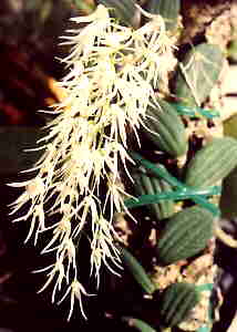 Dendrobium linuaforme Var nugenteae