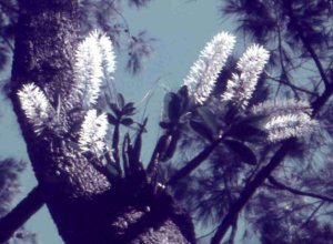 Dendrobium ruppianum growing as an epiphyte