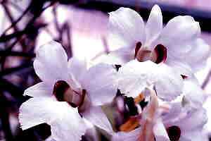 Dendrobium sanderae majus