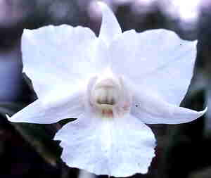 Dendrobium sanderae majus x dearei