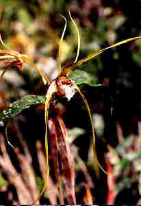 Dendrobium tetragonum Var giganteum