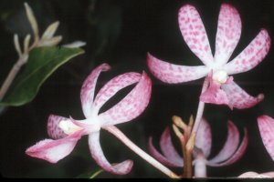 Dipodium ensifolium
