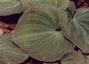 Nervilia discolor- leaf