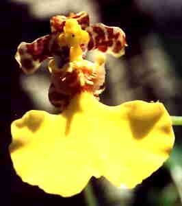 Oncidium bifolium