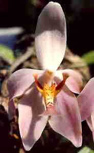 Paraphalaenopsis Laycockii
