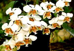 Phalaenopsis stuartiana