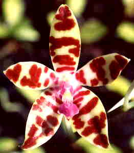 Phalaenopsis Bastianii