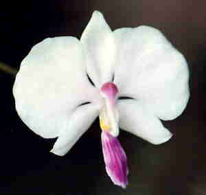 Phalaenopsis Lowii