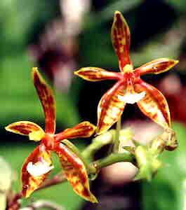 Phalaenopsis Mannii
