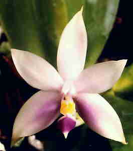Phalaenopsis Violacea Blue