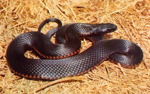 Red bellied black snake