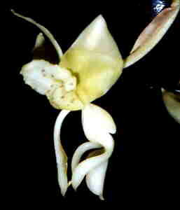 Stanhopea xytriophora