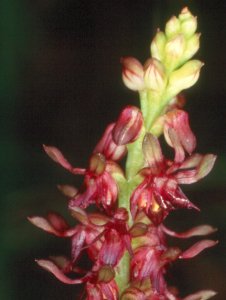 Prasophyllum species